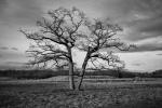 Baum ohne Spaziergänger