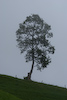 Baum im Nebel