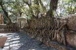 überwucherte Mauer in Gondar