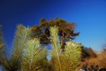 Baum in der ersten Sonne