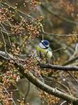 Frühling: Wilde Ringlo-Knospen