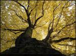 Goldener Baum