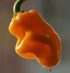 richtig scharf: Habanero