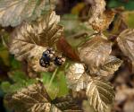 Die goldene Himbeere