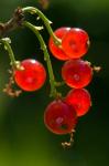 Johannisbeeren im Gegenlicht 01