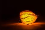 Glowing Physalis