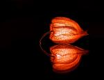 Glowing Physalis Reflex