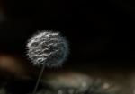 Pusteblume