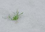 Gras im Schnee