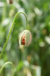 Mohn