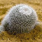 Mammillaria parkinsonii