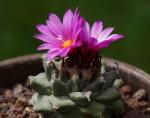 Turbinicarpus alonsoi