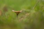 Pilz im Gras