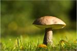 Pilz 1