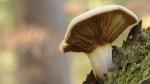 Pilz im Wald