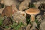 Pilz mit Käfer