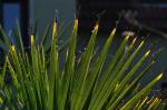 Palme 1