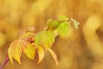 Himbeeren im Dezember