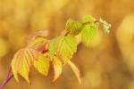 Himbeeren im Dezember 2