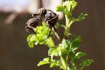 Rose - Herbst und Fruehling