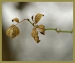 gefriergetrocknete Heckenrose