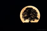 Vollmond hinter unserem Baum 2zu3