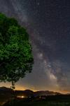 Baum und Milchstraße