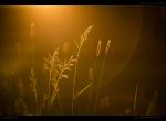 Gras im Abendlicht