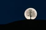 Vollmond hinter unserem Baum