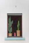 Kaktusfenster