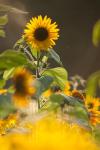 Sonnenblumen