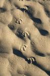 Footprints