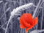 Mohn