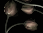 tulips 16