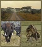 Serengeti Wildlife